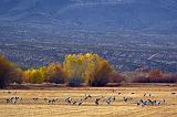 Field of Cranes_73058